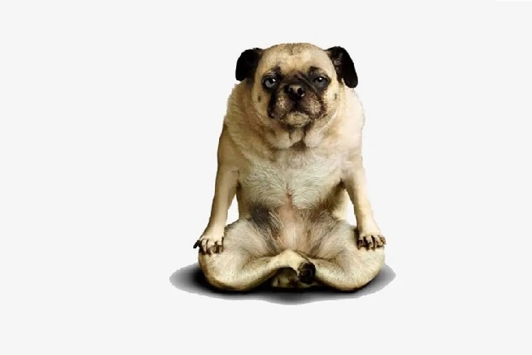 Hvorfor kan ikke en hund motstå fristelsen til en yogamatte?

